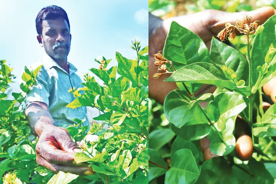 മുല്ലയ്ക്ക് റെക്കോഡ് വില; കിലോയ്ക്ക് 8000 വരെ, മഞ്ഞുവീഴ്ചയിൽ ഉത്പാദനം നിലച്ചതോടെ കർഷകർ വെട്ടിൽ