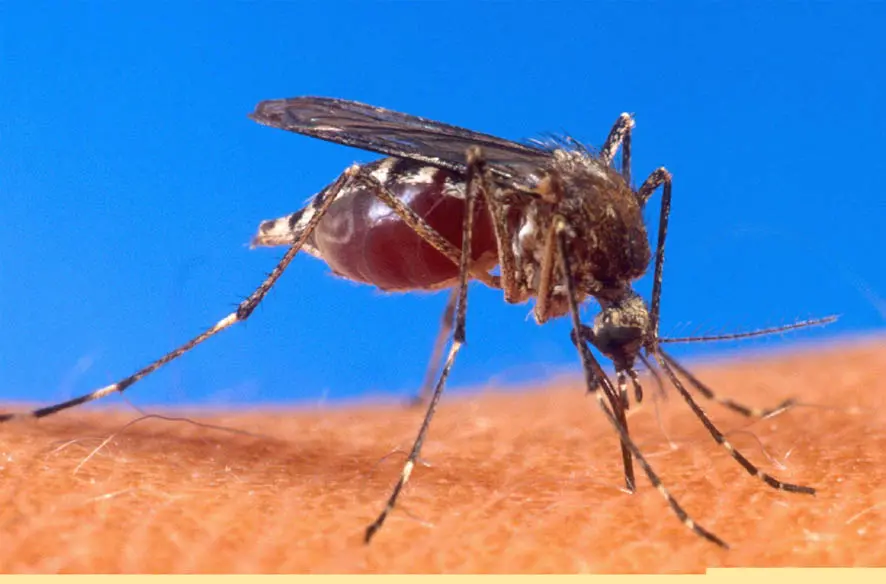 A mosquito is bloated with blood as it inserts its stinger into human flesh | File photo: AFP