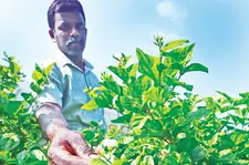 കിലോയ്ക്ക് വില 8000; മഞ്ഞുവീഴ്ചയിൽ ഉത്പാദനം നിലച്ചു, മുല്ലപ്പൂക്കർഷകർക്ക് ഗുണമില്ല