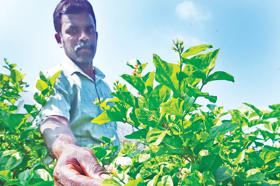 കിലോയ്ക്ക് വില 8000; മഞ്ഞുവീഴ്ചയിൽ ഉത്പാദനം നിലച്ചു, മുല്ലപ്പൂക്കർഷകർക്ക് ഗുണമില്ല