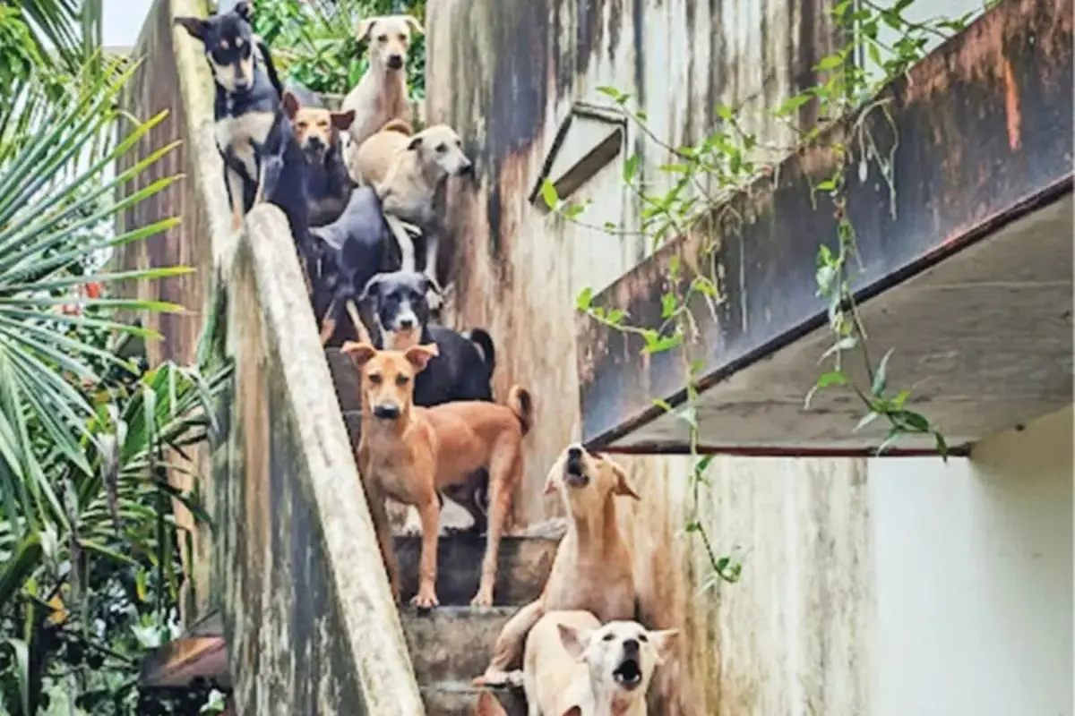 Stray dogs at female police officer's house.