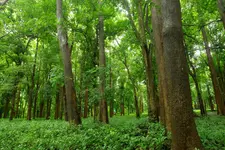 വനാതിർത്തികളിലെ കൃഷിയിടങ്ങളിൽ ഇനി ചന്ദനവും തേക്കും; പുതിയ കൃഷിരീതികൾ ആവിഷ്‌കരിക്കാൻ വനംവകുപ്പ്