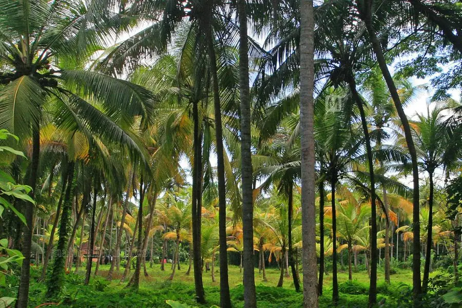 തെങ്ങിനെ ആക്രമിക്കുന്ന ചെമ്പൻചെല്ലിയെ തുരത്താൻ കെണി ഒരുക്കാം