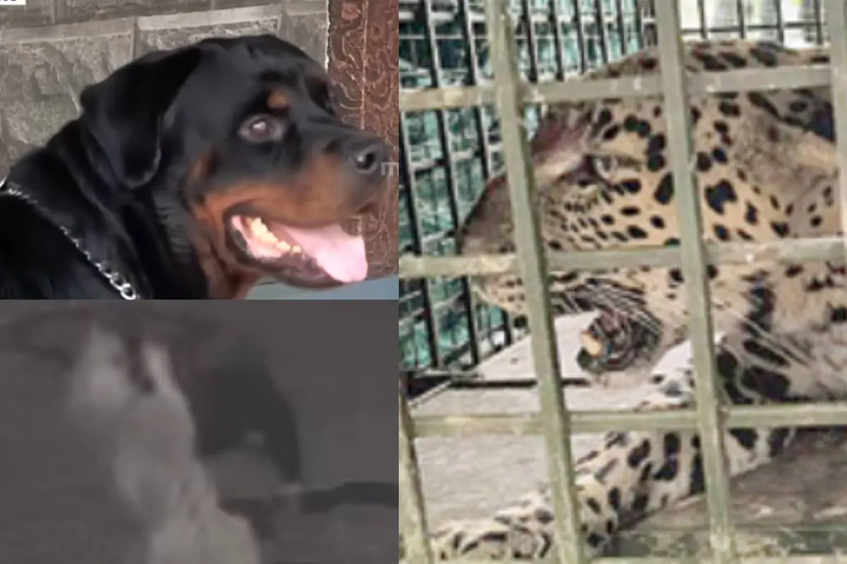 Rocky; Rocky chasing the tiger; when the tiger is trapped in cage