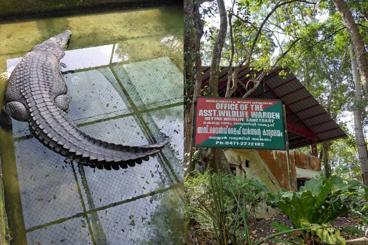 ചീങ്കണ്ണി,നെയ്യാര് വന്യജീവി സങ്കേതത്തിന്റെ ഓഫീസ് കെട്ടിടം