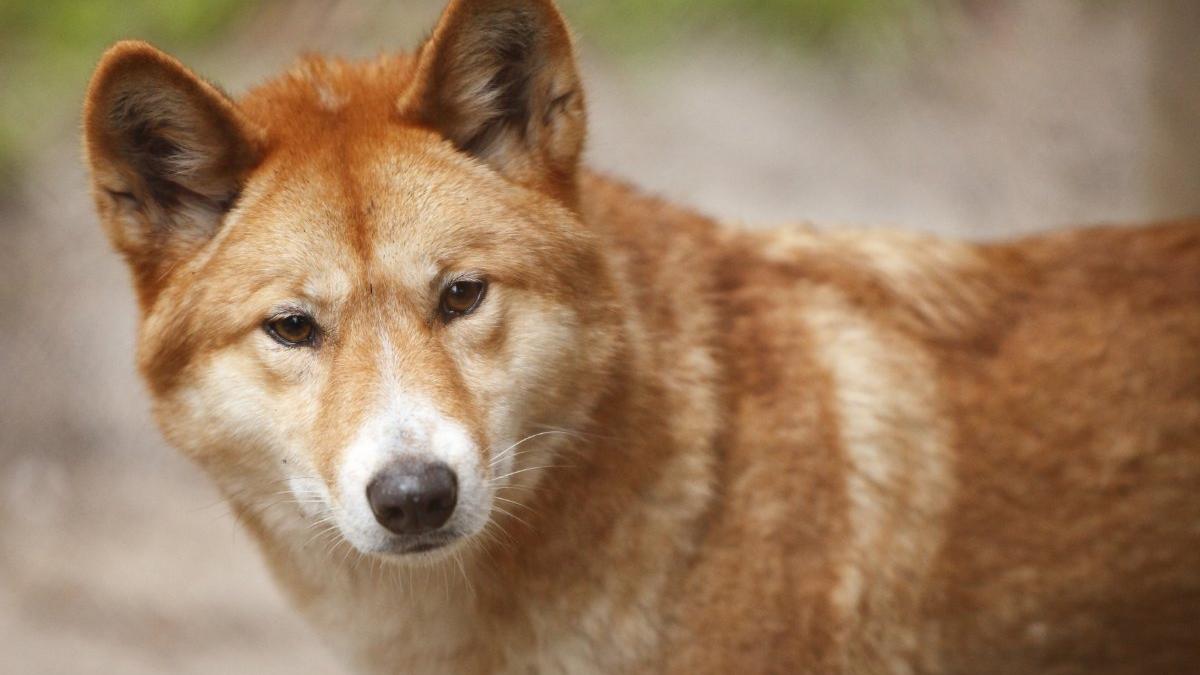 Canadian teen found dead on Australia’s K'gari beach; dingoes attack suspected