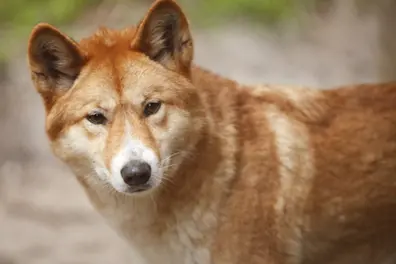 Canadian teen found dead on Australia’s K'gari beach; dingoes attack suspected