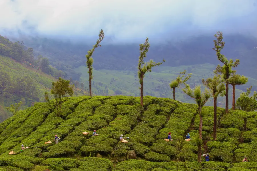 Repeated attacks on tourists cast shadow over Munnar’s tourism appeal
