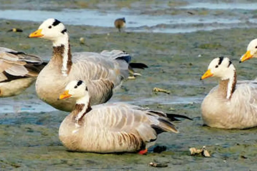 migratory bird