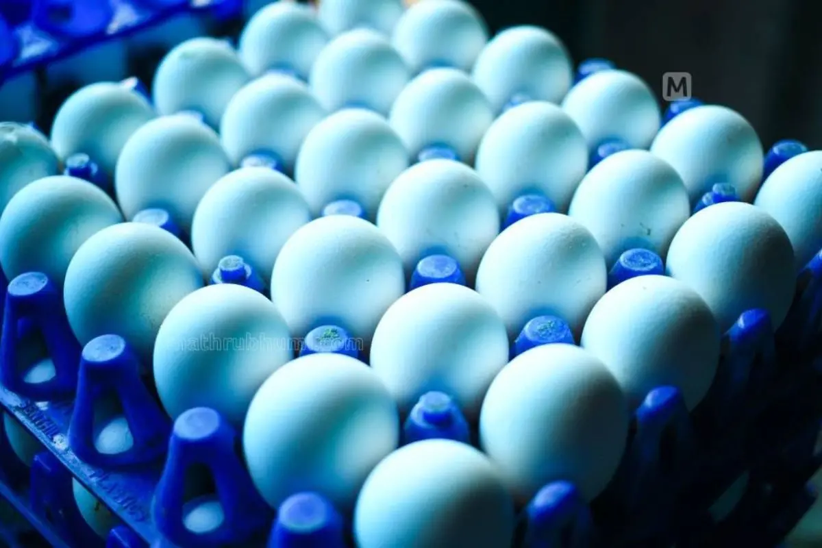 Eggs