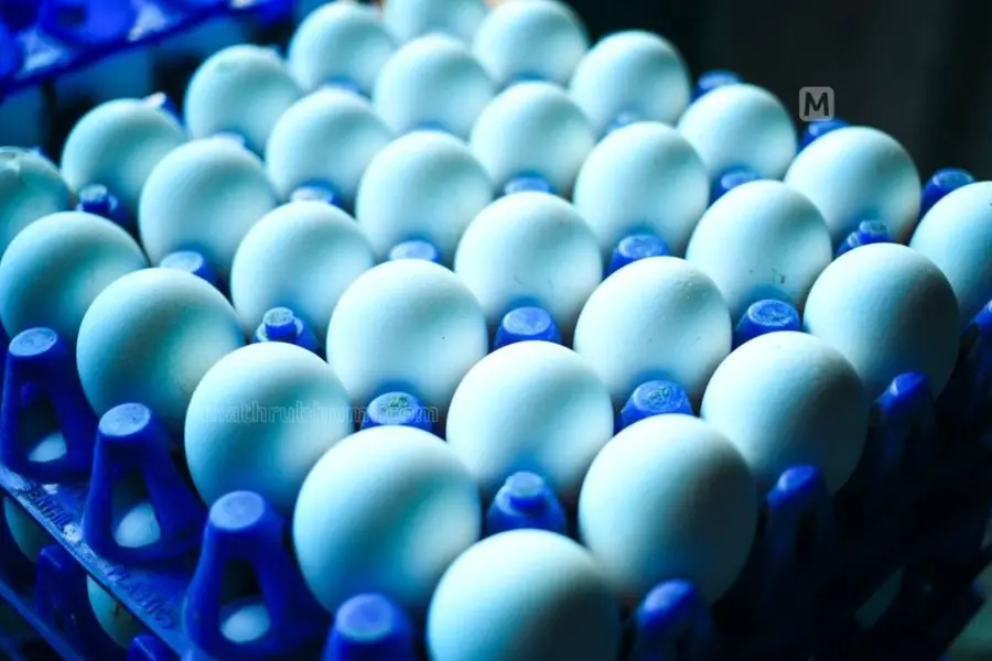 egg price