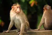 20 ദിവസം പ്രായമായ കുഞ്ഞിനെ അമ്മയിൽനിന്ന് കുരങ്ങ് തട്ടിപ്പറിച്ച് കിണറ്റിലെറിഞ്ഞു, കാത്തത് ഡയപ്പർ