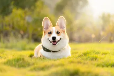 A bond beyond words: Dog follows owner from home to cremation ground