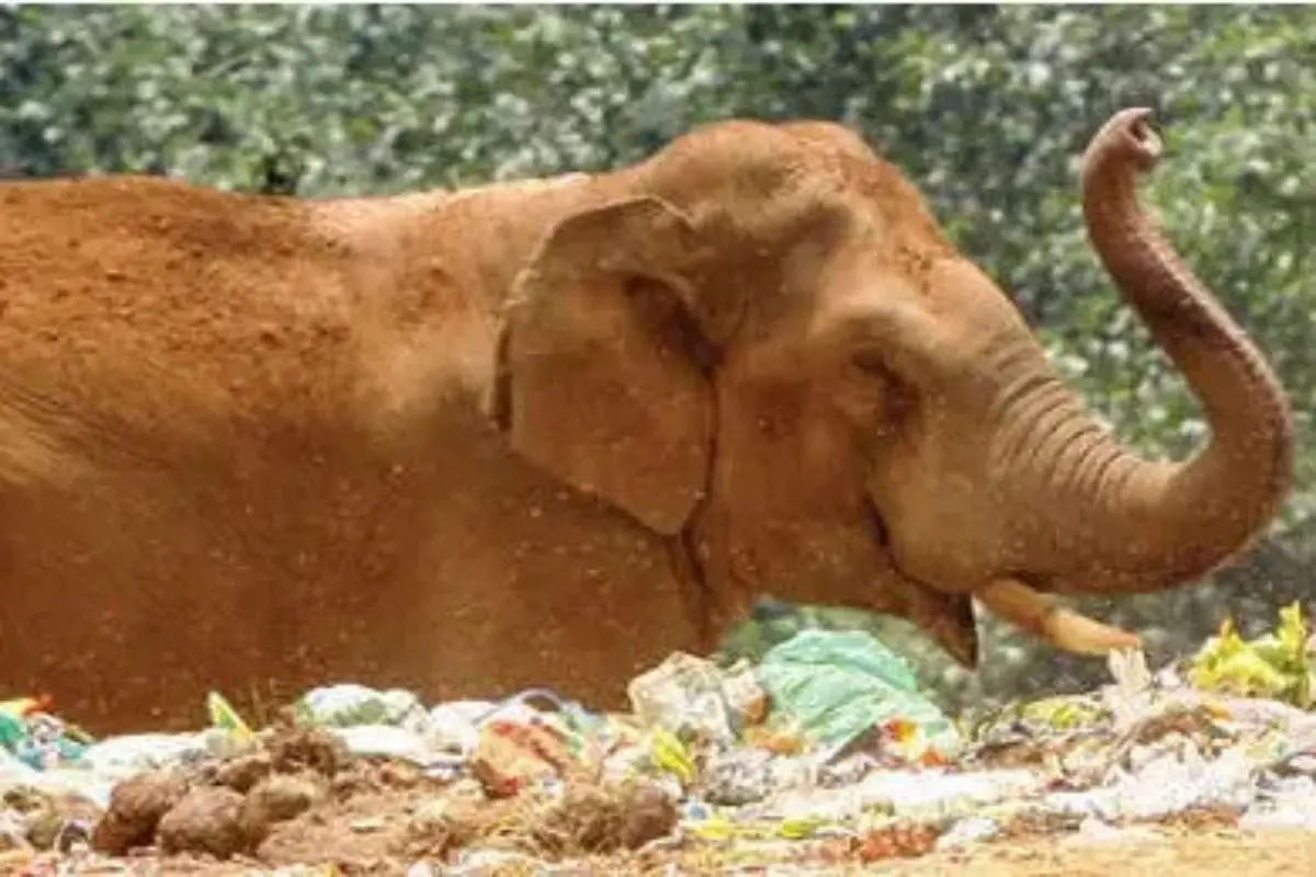 Wild elephant spotted at waste plant in Nallathani Kallar, Munnar. | Photo: MBI