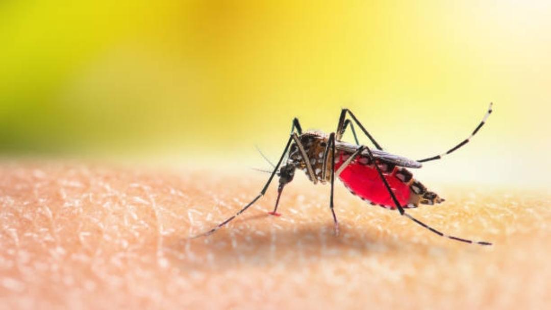 Japanese Encephalitis in Kozhikode: Vaccination drive on for children aged 1 to 15