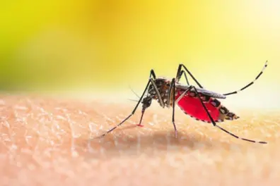 Japanese Encephalitis in Kozhikode: Vaccination drive on for children aged 1 to 15