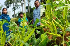 രുചിയിലും വിളവിലും കേമൻ, ഒരു ചെടിയിൽനിന്ന് 3.5 കിലോ വരെ; മംഗലാപുരം ഊരുവെണ്ട കൃഷി എങ്ങനെ?