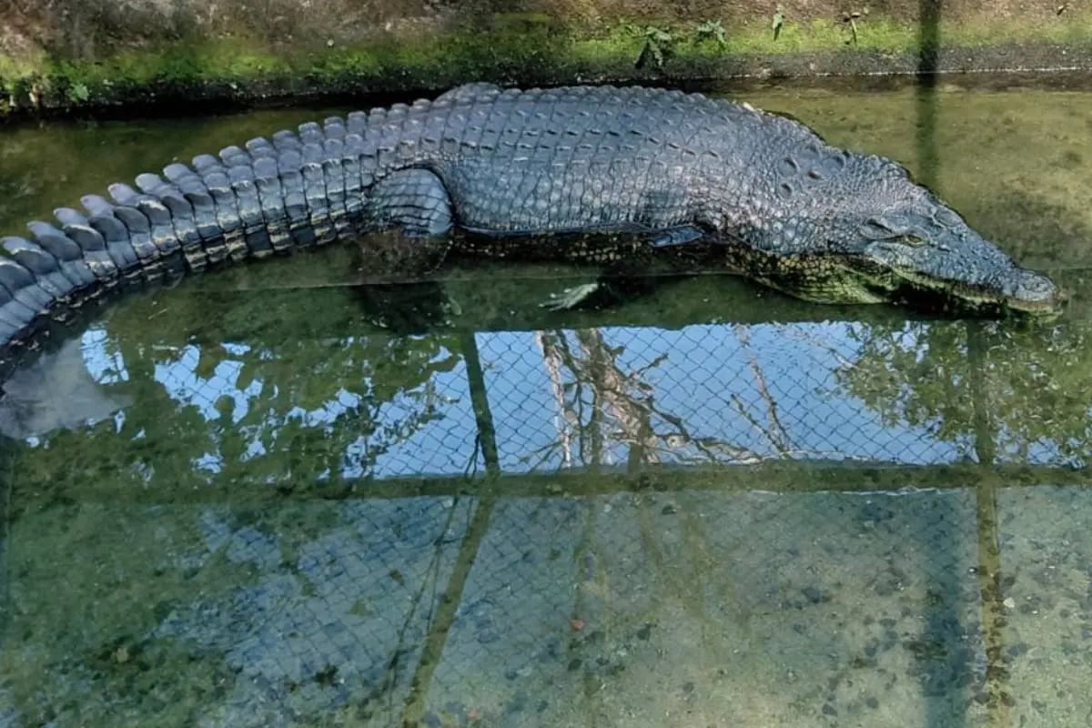 ചീങ്കണ്ണി