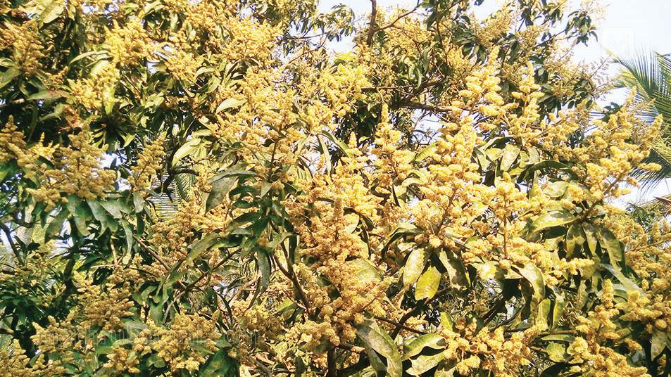 ഫ്ലവറിങ് ഹോർമോണിന്റെ കളി, പൂത്തുലഞ്ഞ് മാവുകൾ; ഇക്കുറി മാമ്പഴ സീസ ...