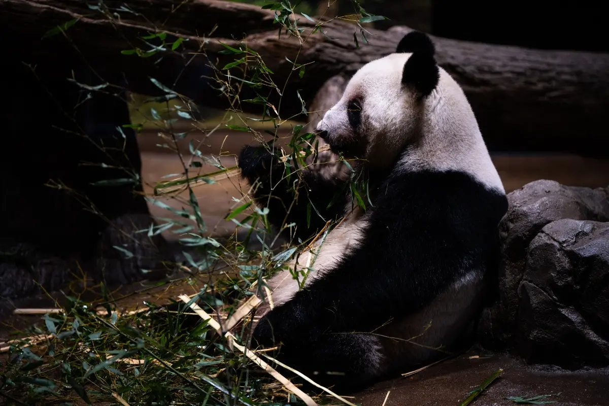 Giant panda Lei Lei eats in its enclosure on the final day of public viewing before departing for China at Ueno Zoo in Tokyo.| Photo: AP