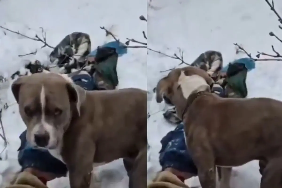 The pitbull standing guard over the bodies in the snow | Photo: X video screengrab
