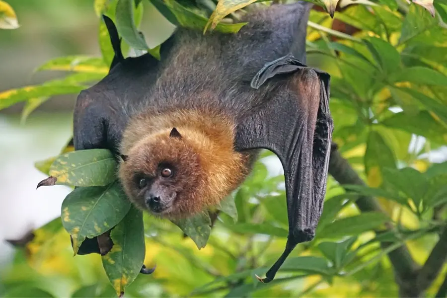 nipah