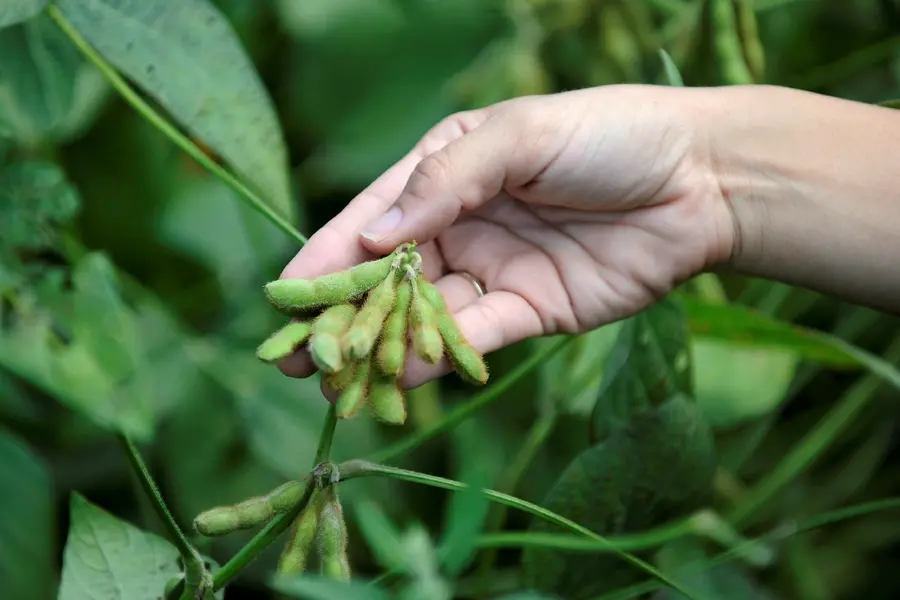 soybean