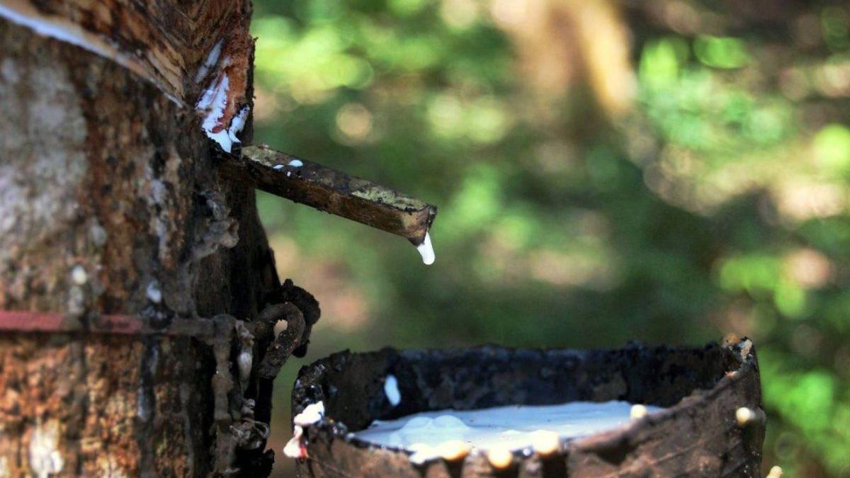 Union Budget 2026: Kerala rubber farmers demand price...