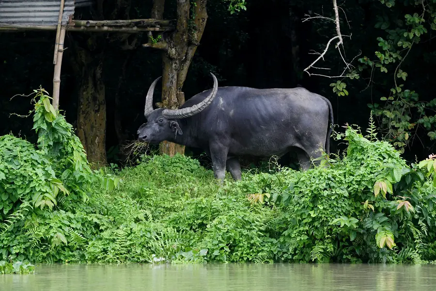 wild-buffalo