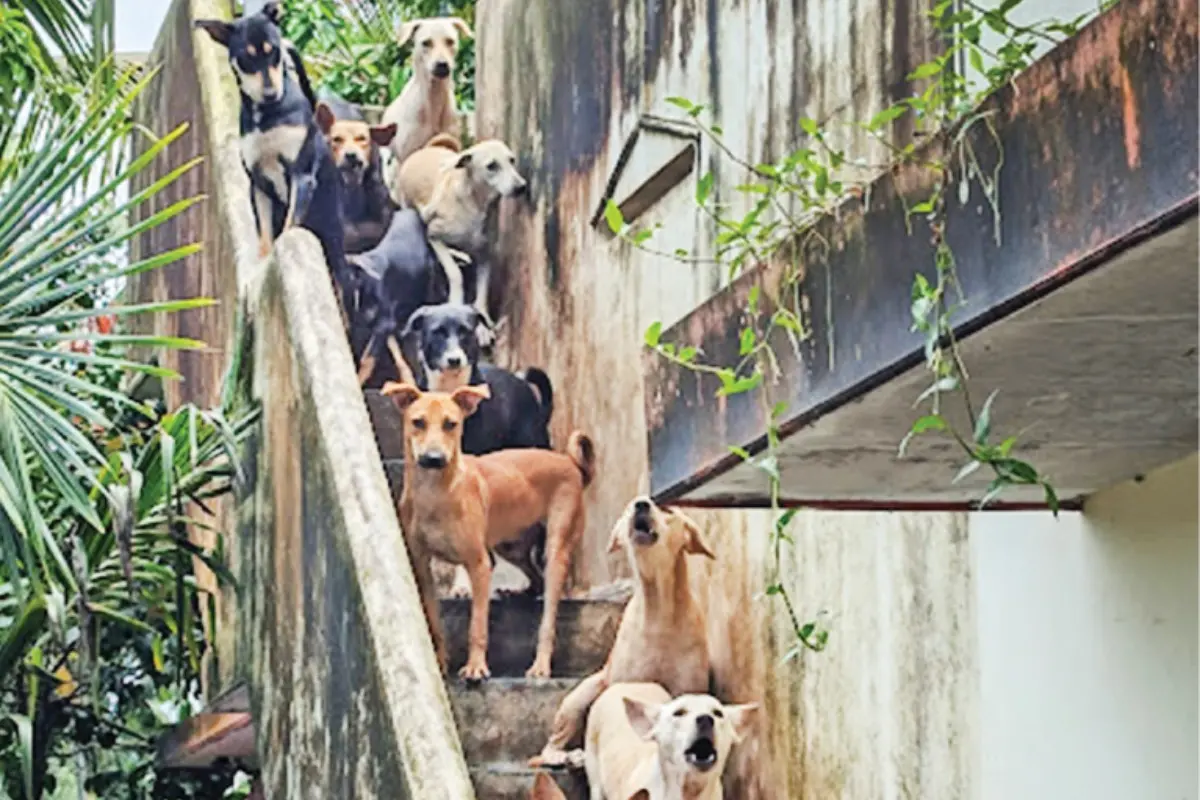 പോലീസ് ഉദ്യോഗസ്ഥയുടെ വീട്ടിലുള്ള തെരുവുനായകൾ