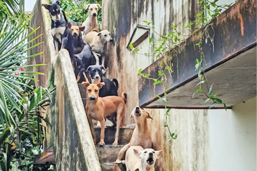 നഗരസഭയുടെ നിർണായക ഇടപെടൽ; പോലീസ് ഉദ്യോഗസ്ഥയുടെ വീട്ടിലെ നായകളെ ഷെൽട്ടറിലേക്ക് മാറ്റി