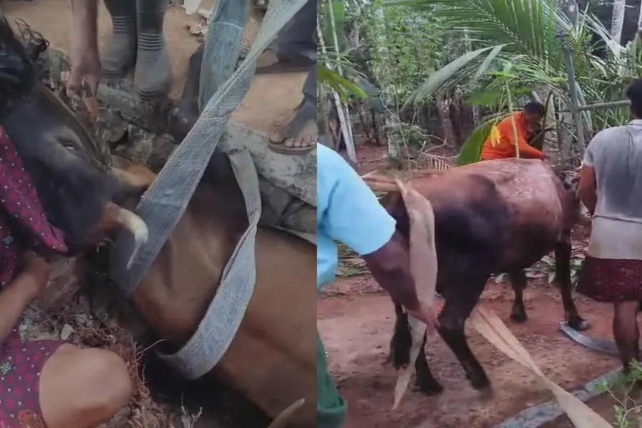 tirur cow