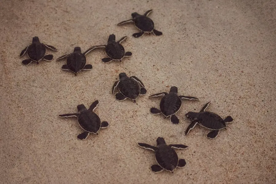 Turtles