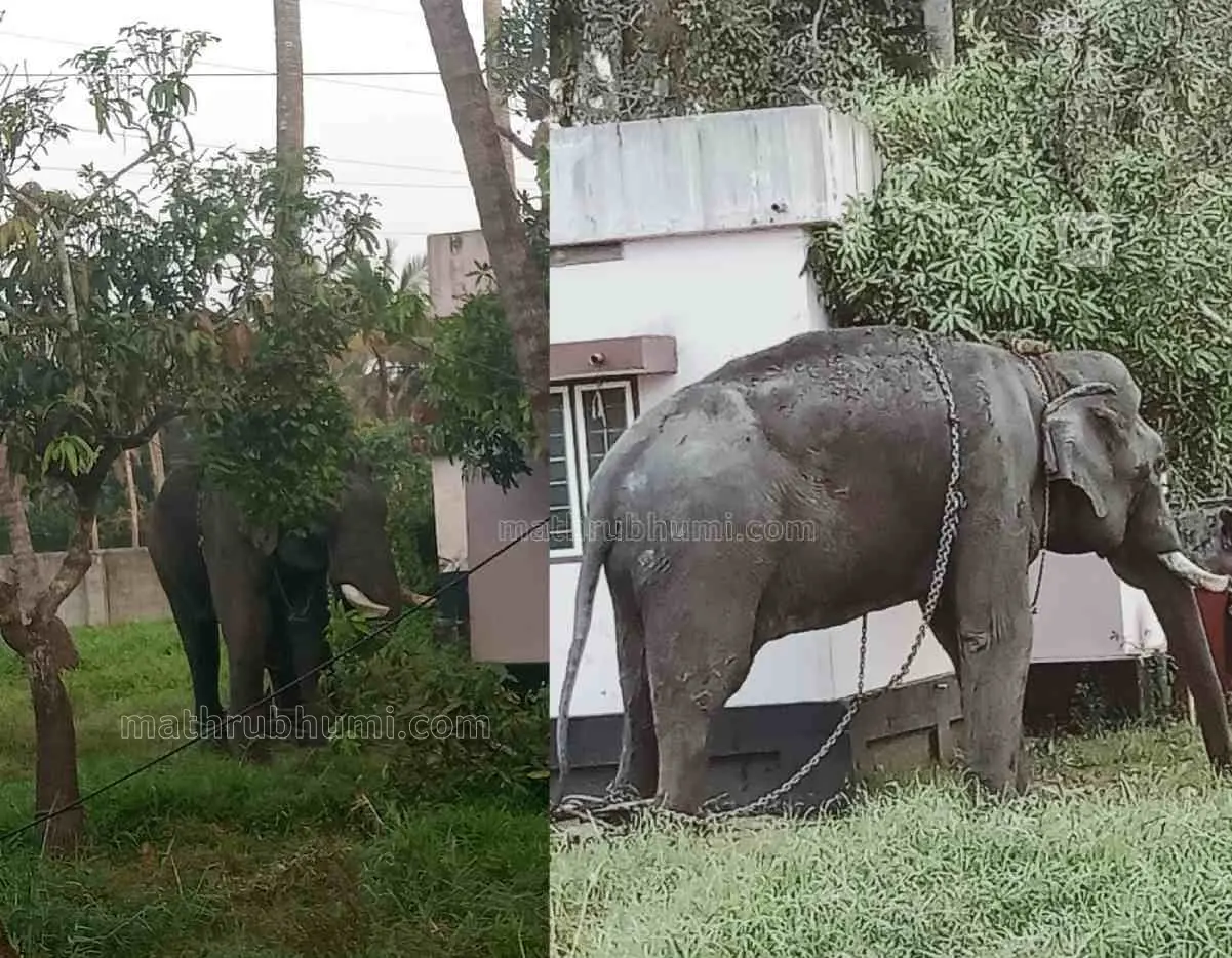 തൃപ്രയാറില് ഇടഞ്ഞ ആന