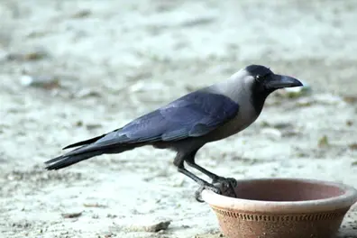 Over 1,000 crows dead; Union govt intervenes: How serious is the bird flu situation in Chennai?