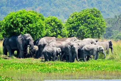 Bhopal Coal Project threatens elephant corridor: Wildlife activists sound alarm
