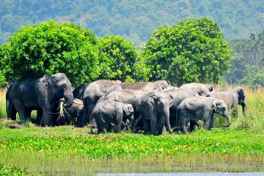 Bhopal Coal Project threatens elephant corridor: Wildlife activists sound alarm