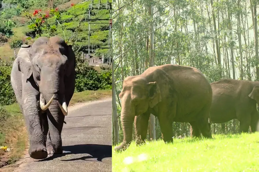 Padayappa-other elephants in munnar