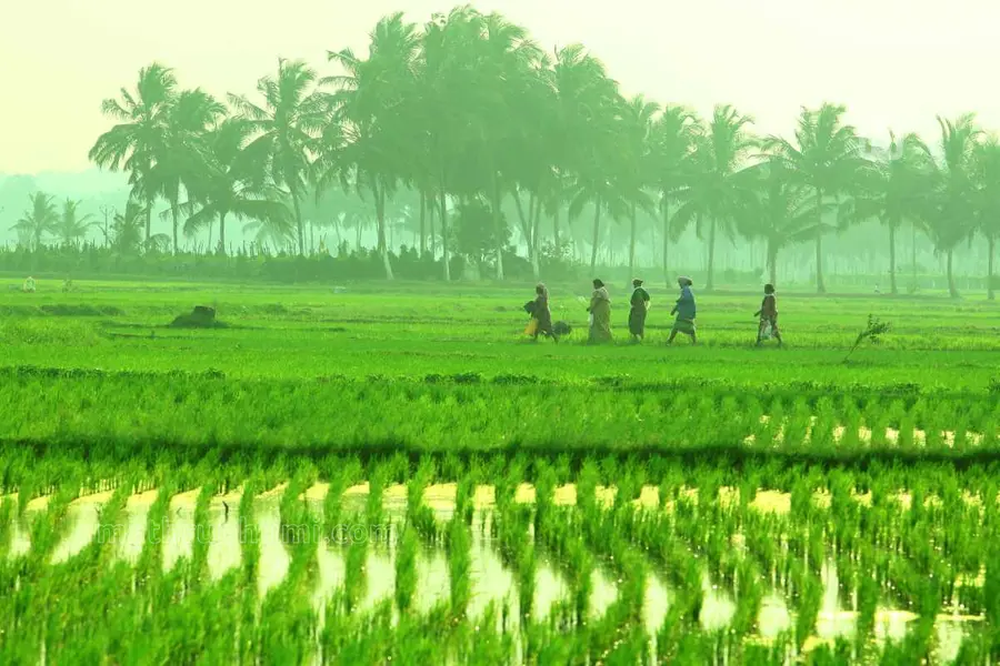 paddy field