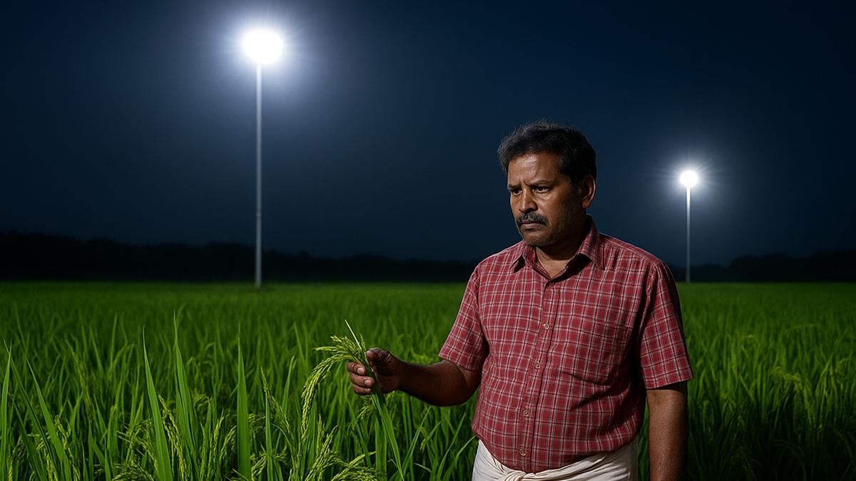 Kerala paddy farmers at risk of ₹6 per kg loss as Centre asks state to withdraw bonus