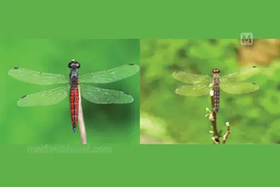 Meet the dragonfly species newly discovered from Kerala’s coastal plains