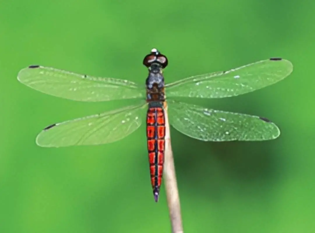 ലൈറിയോതെമിസ് കേരളെൻസിസ് വിഭാഗത്തിലെ ആൺ തുമ്പി