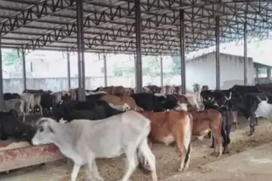 ‘Cow Respect Campaign’ to submit memorandums to PM, CMs