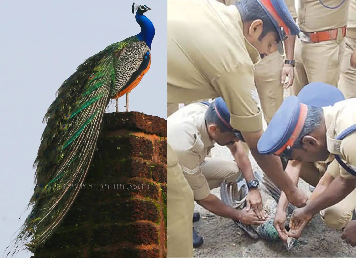 പ്രതീകാത്മകചിത്രം, ഷോക്കേറ്റ് വീണ മയിലിന് സി.പി.ആർ. നൽകുന്ന പാലക്കാട് അഗ്നിരക്ഷാജീവനക്കാർ.