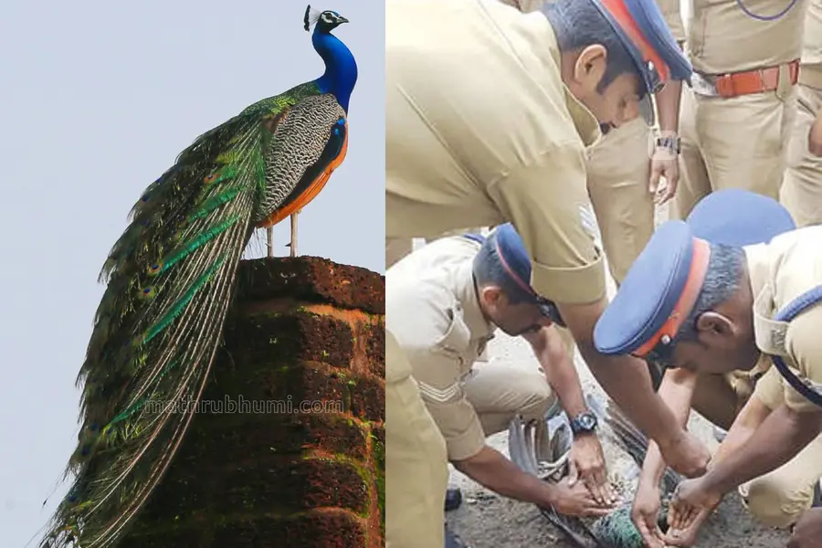 ഷോക്കേറ്റുവീണ മയിലിന് സി.പി.ആർ. നൽകി രക്ഷിച്ച് അഗ്നിരക്ഷാസേന
