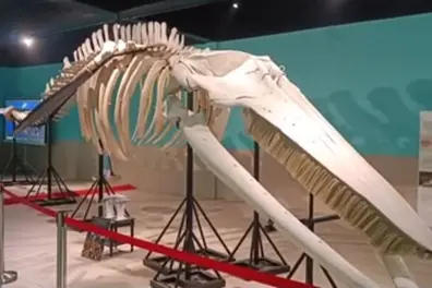 15-meter Bryde’s whale skeleton unveiled at CMFRI Kochi