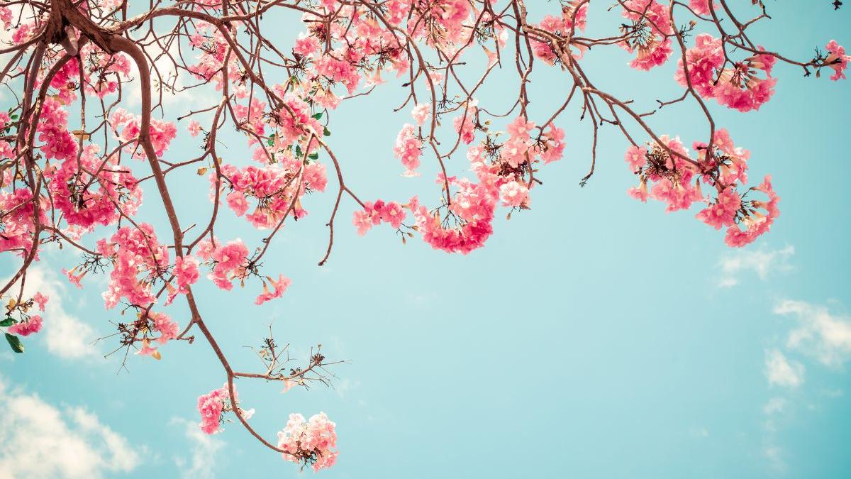 Cherry blossom trends on social media as pink bloom surprises Kochi