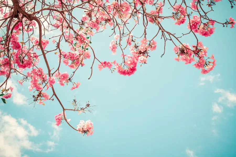 Cherry blossom trends on social media as pink bloom surprises Kochi