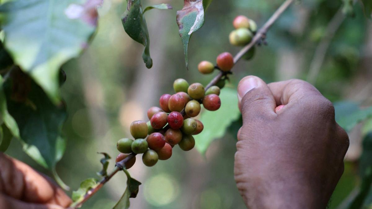 India’s coffee exports to cross $2 billion in FY26; Board projects record earnings