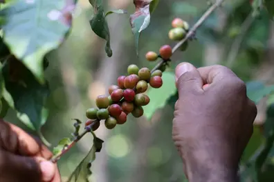 India’s coffee exports to cross $2 billion in FY26; Board projects record earnings